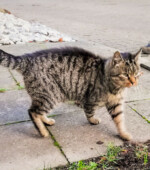 2019-12-28 Kater Svg+xml,%3Csvg%20xmlns%3D%22http%3A%2F%2Fwww.w3